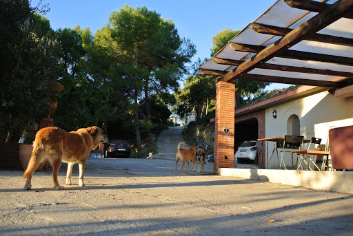 Residència canina Can Xavi